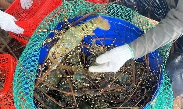 Solving difficulties in exporting ornate rock lobster to China: 'No progress yet'
